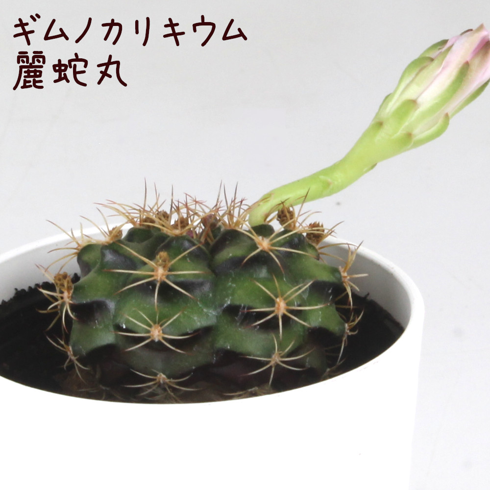 楽天市場】サボテン・層雲【ソウウン メロカクタス 観葉植物 サボテン 多肉植物 インテリア グリーン 卓上 デスク テーブル おしゃれ かわいい  新生活 ギフト 誕生日 ベランダ ガーデニング プレゼント 仙人掌 棚置き ミニサイズ】 : プランツ フルル