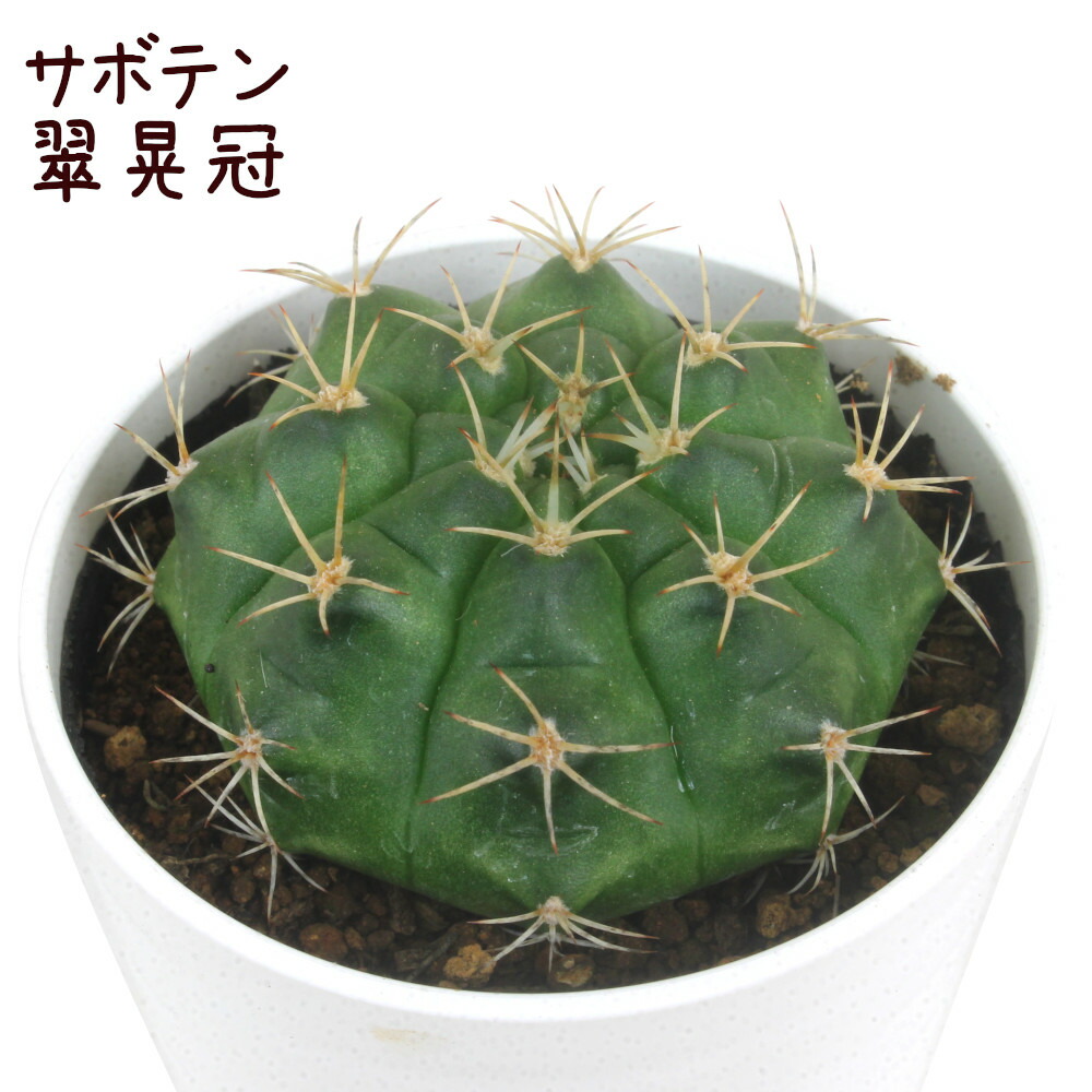 現品　キンコウボク　金厚朴　希少　24番　観葉植物　植木　インテリアグリーン 楽天市場】【施工付植木/近畿地域限定】 シンボルツリー 庭木