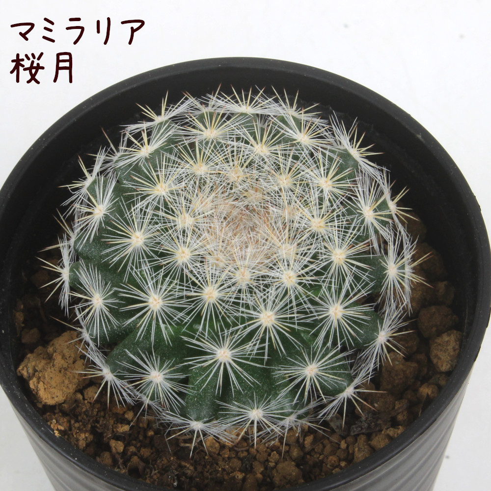 楽天市場】サボテン・海王星【観葉植物 サボテン 多肉植物 インテリア