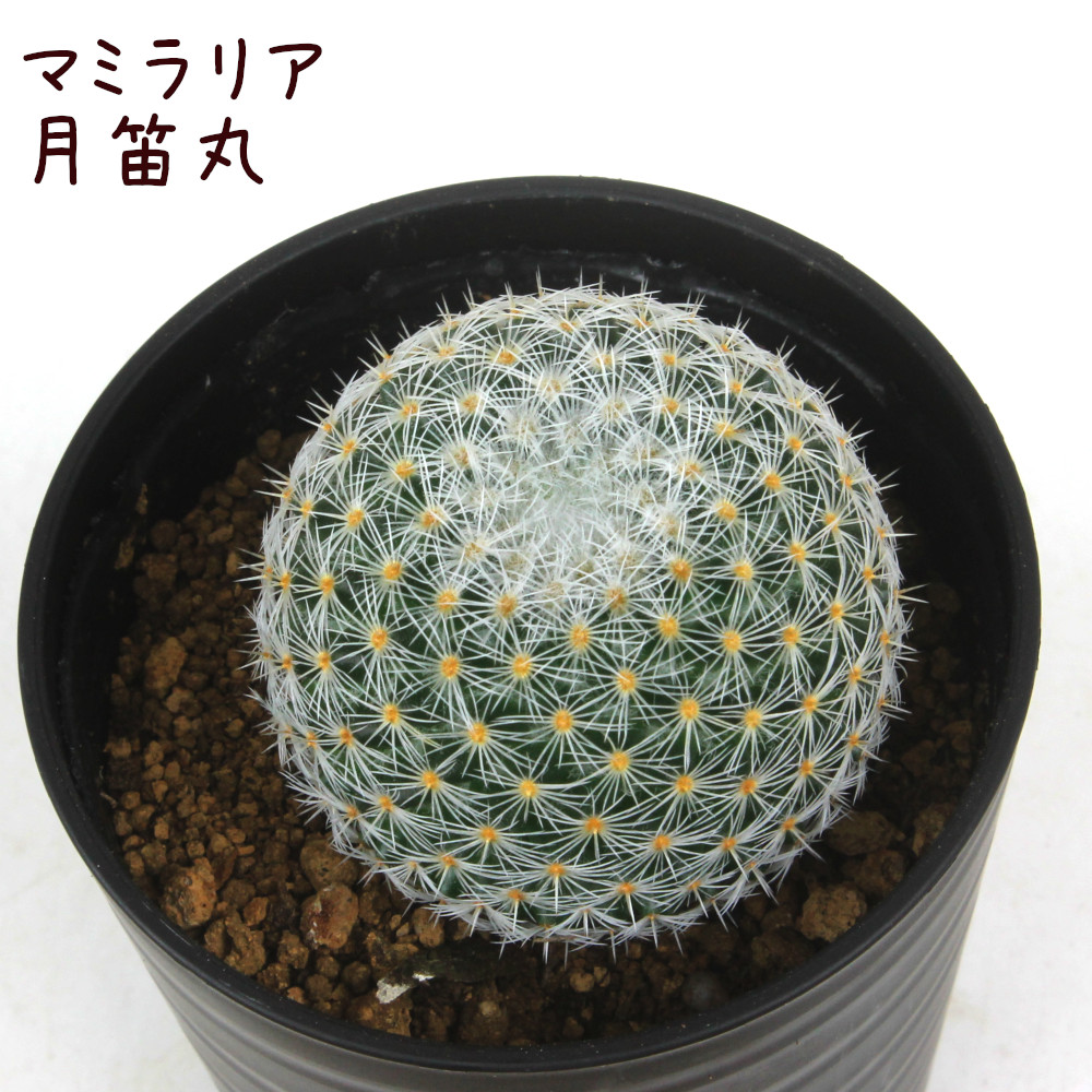 楽天市場】ギムノカリキウム・ゼガラエ【観葉植物 サボテン 多肉
