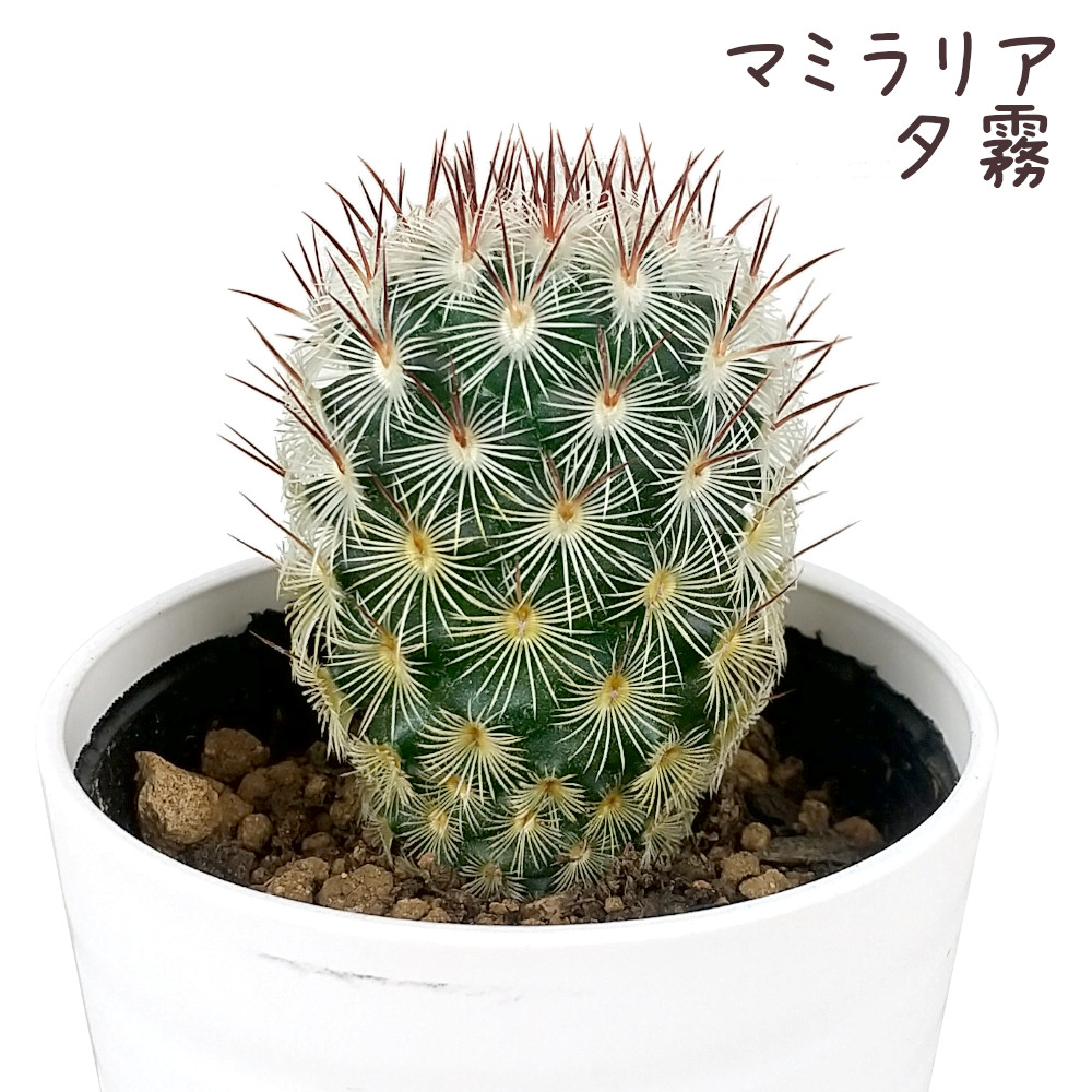 楽天市場】ギムノカリキウム・ゼガラエ【観葉植物 サボテン 多肉