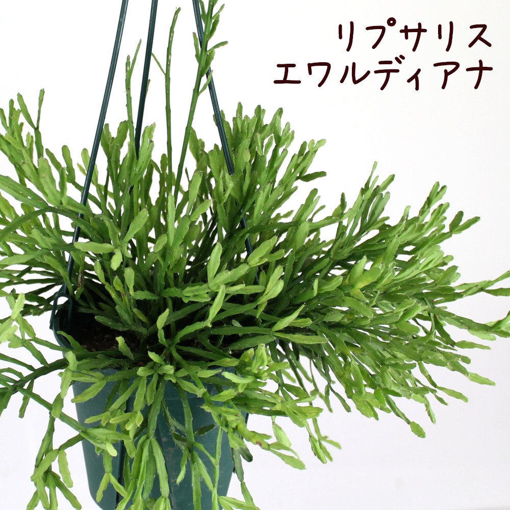 楽天市場 リプサリス エワルディアナ 吊り鉢 5号 サボテン 多肉植物 観葉植物 5寸 おしゃれ 新生活 インテリア ギフト プレゼント 室内 かわいい 珍しい オシャレ 吊り下げ 鉢 鉢植え 送料無料 北海道 沖縄 離島除く プランツ フルル