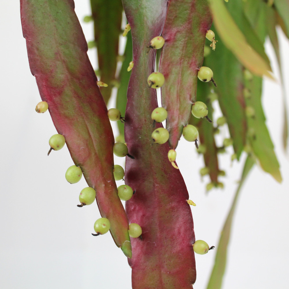 リプサリス ラムローサ 吊り鉢 5号 多肉植物 観葉植物 5寸 おしゃれ 新生活 インテリア ギフト プレゼント 室内 かわいい オシャレ ハンギング 珍しい 伸びる 送料無料 北海道 沖縄 離島除く septicin Com