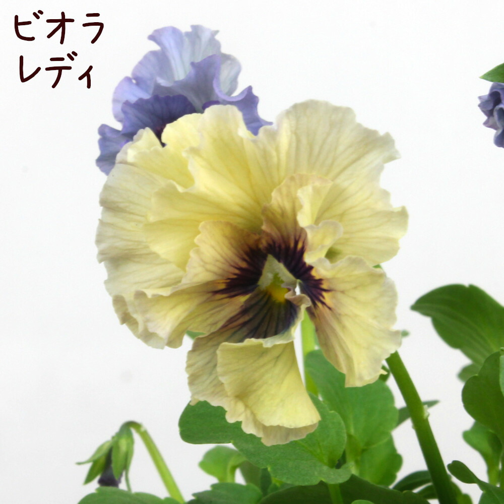 楽天市場】ビオラ レディ 【26日20時より販売】 宮崎 石川園芸