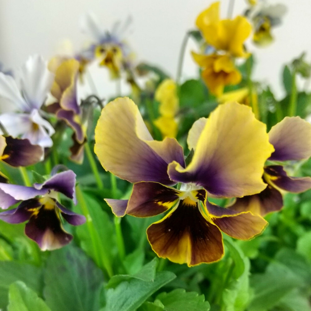 楽天市場】［花色おまかせ］ビオラ・レディ 3号ポット【おしゃれ 新