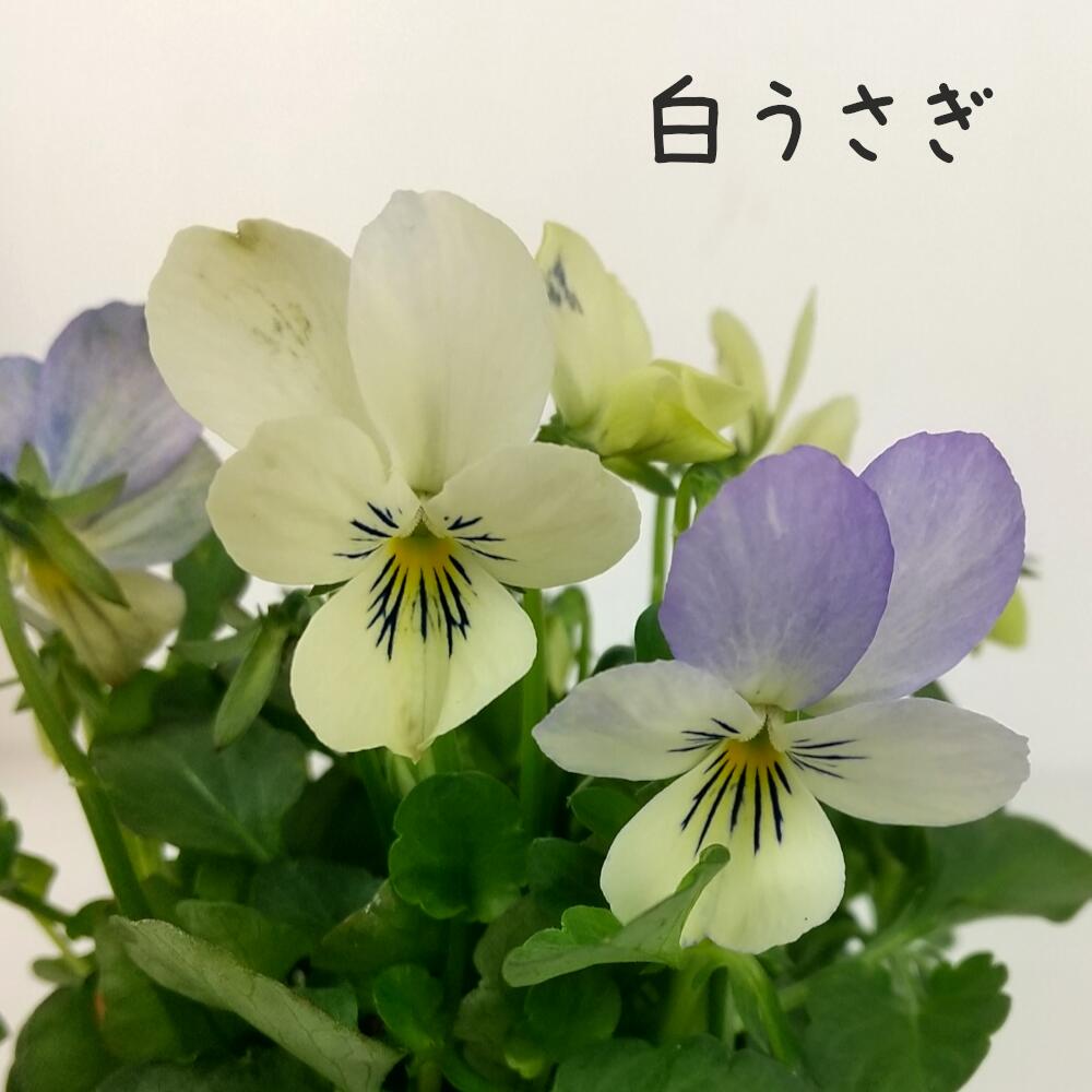 楽天市場】［花色おまかせ］ビオラ・レディ 3号ポット【おしゃれ 新