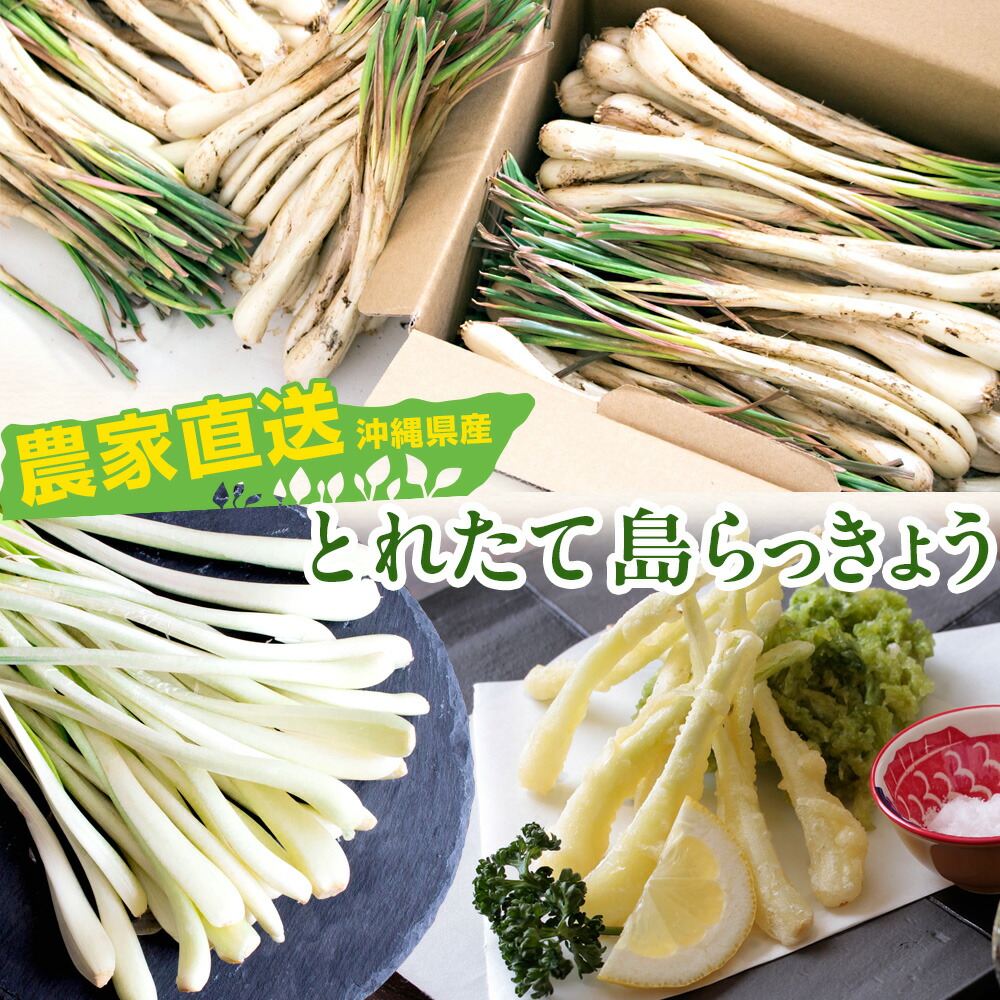 楽天市場】【送料無料・沖縄名産】島らっきょう 2kg 一年中発送可