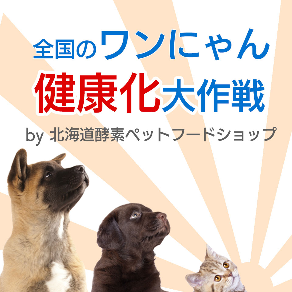 楽天市場 猫用 犬用 犬 猫 酵素 初回限定 お試し スーパーワンにゃん 100mlx2本 を2セットまでok 国産 ペットフード 大高酵素 犬用 酵素サプリ 腸内環境 Ibd サプリ 便秘 下痢改善 皮膚炎 アレルギー 高齢犬 シニア犬 シニア猫 キャットフード シニア犬 老猫