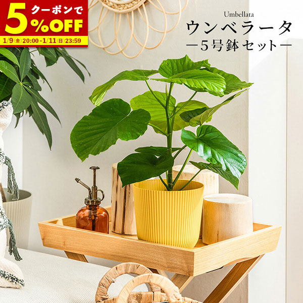 フィカス ウンベラータ 実生 インテリア 観葉植物 人気 品種 光触媒 光の楽園 フィカスウンベラータ1.35m【インテリア