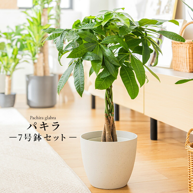 楽天市場】パキラ（3本立ち）5号鉢 1～5個セット 観葉植物 王道 人気