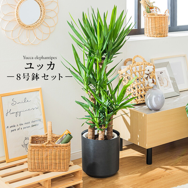 ユッカ　プレミアムゴールド　芋3つき鉢植え　 緑と黄色のストライプ 約90cm ユッカ プレミアムゴールド 芋3つき鉢植え 緑と黄色のストライプ