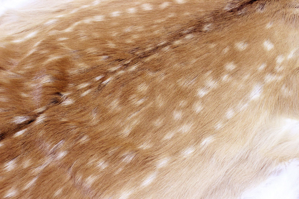 楽天市場 北海道産 鹿毛皮敷物 ラグマット 夏毛 毛付き鹿皮 送料無料 鹿の毛皮 カーペット ラグ エゾ鹿 Deerskin 絨毯 じゅうたん インテリア エゾシカ ラグ マット 鹿革 日本製 本革 Fur Design 楽天市場店