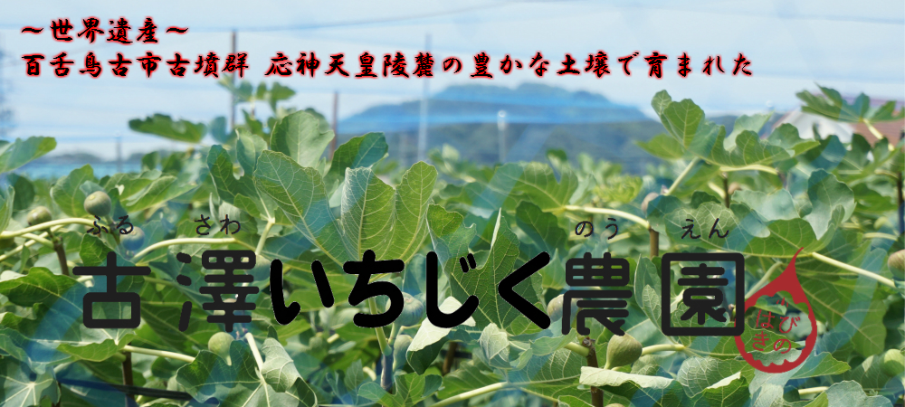 楽天市場 はびきのいちじくを碓井地区で栽培している 古澤農園です 古澤いちじく農園 トップページ