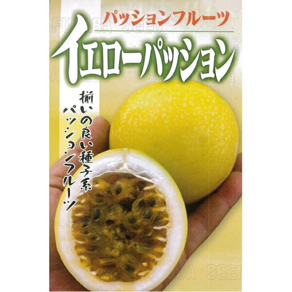 イエローパッションフルーツの苗【果樹苗 10cmポット 実生苗