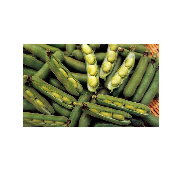 楽天市場 そら豆 在来品種 種 とうまーみー 1dl フタバ種苗ネットショップ