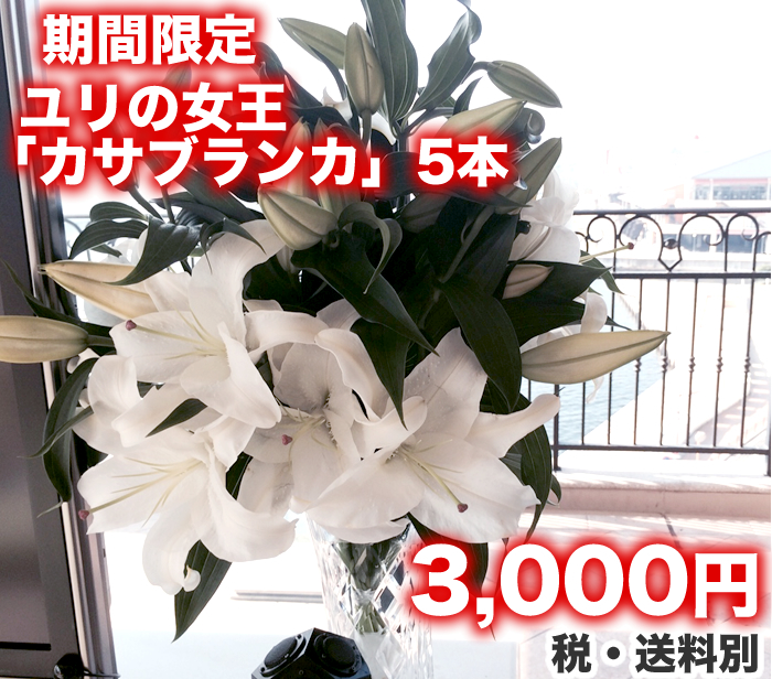 990円 配送員設置 ゆり カサブランカ ５本 生花 切花 花束