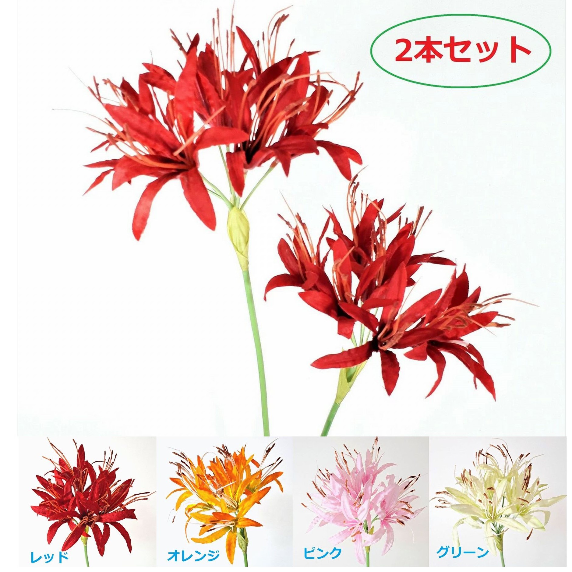楽天市場】2023年10月開花 彼岸花 鉢植え リコリス 曼珠沙華