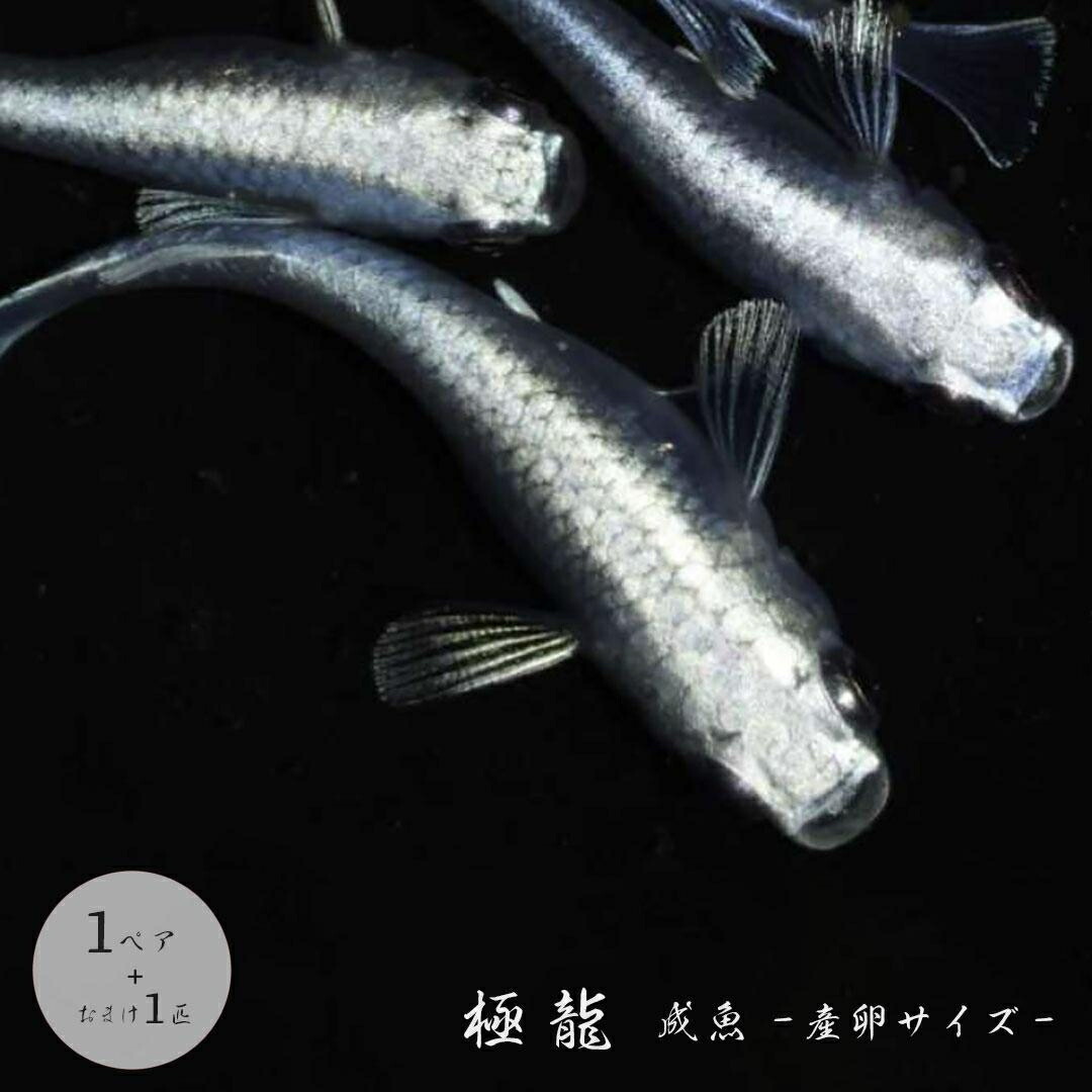 楽天市場】鯉 養殖 産卵床 産卵用 魚 繁殖ブラシ 5個セット 錦鯉 隠れ