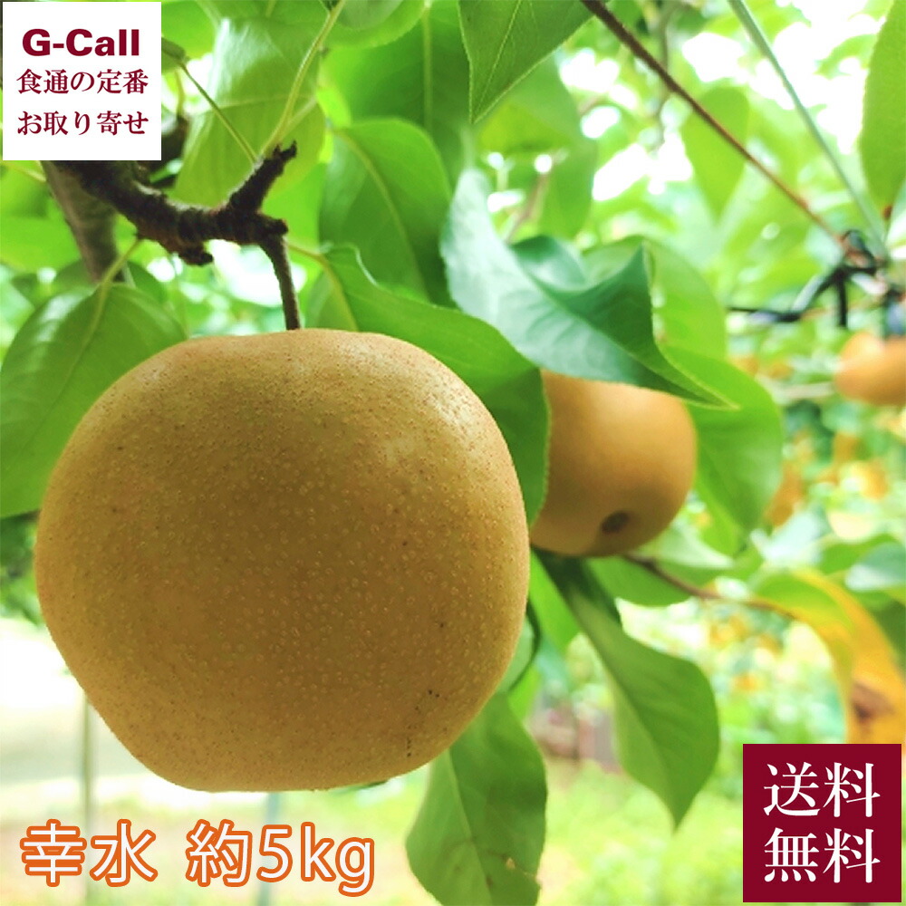 超激安 秀 鳥取産王秋梨 楽天市場】JA全農とっとり 7-8玉 11月 約5kg なし