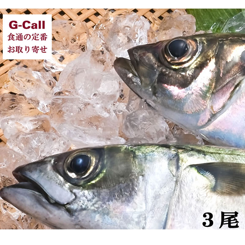 楽天市場 大分県漁業協同組合 佐賀関支店 鮮魚 関あじ３００ｇ ３尾 ギフト 贈り物 プレゼント お取り寄せ 贈答 アジ 鯵 一本釣り G Call 食通の定番 お取り寄せ