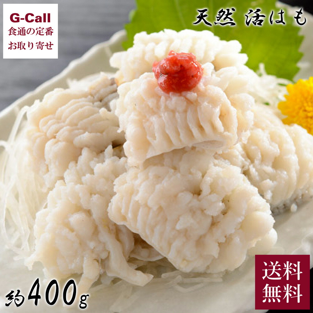 福井鮮魚 天然 活はも 400g 木金土のみ出荷 指定日必須 5月中旬～9月末出荷 送料無料 ハモ 鱧 はも 魚 新鮮 お取り寄せ 魚介 産地直送 和歌山 紀州 くえ専門店