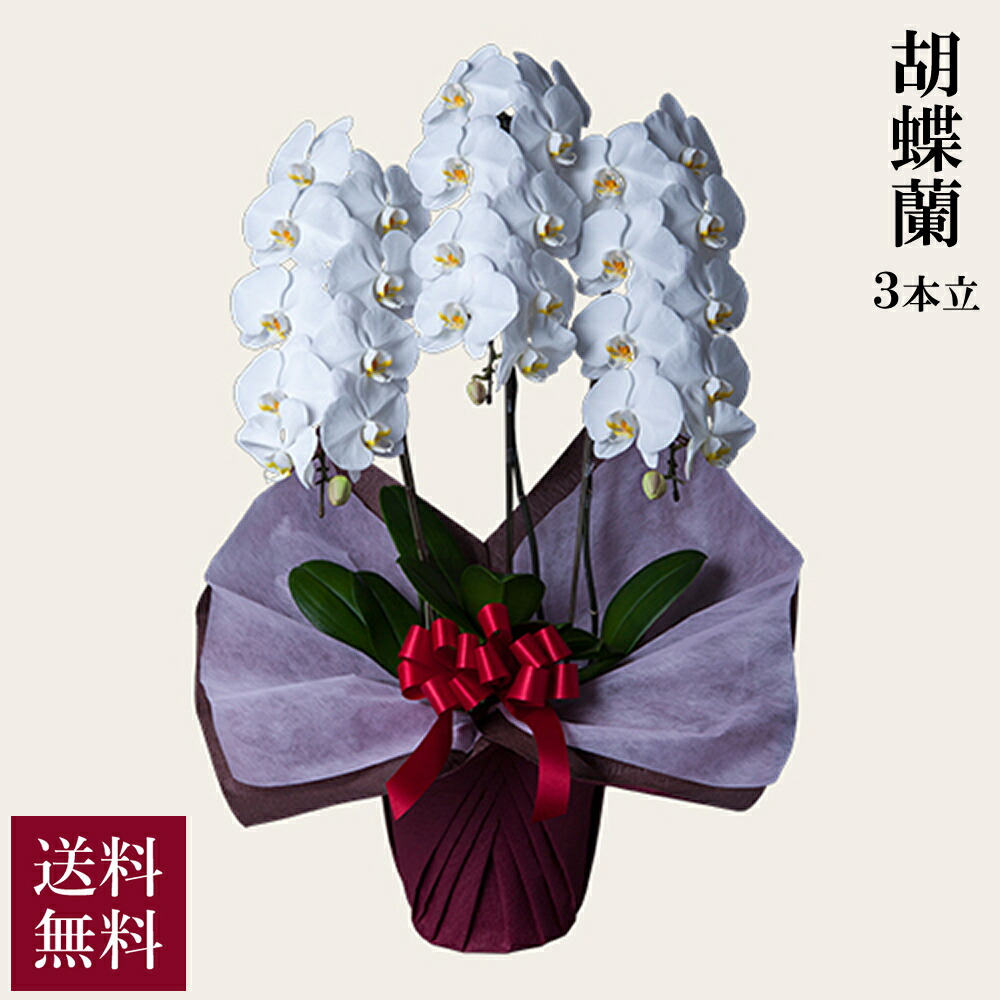 胡蝶蘭 スタンダード 3本立 ホワイト 送料無料 alon alon アロンアロン お祝い フラワーギフト 贈答 贈り物 花 3本立ち 白 産地直送 プレゼント 社会貢献|G-Call 食通の定番 お取り寄せ