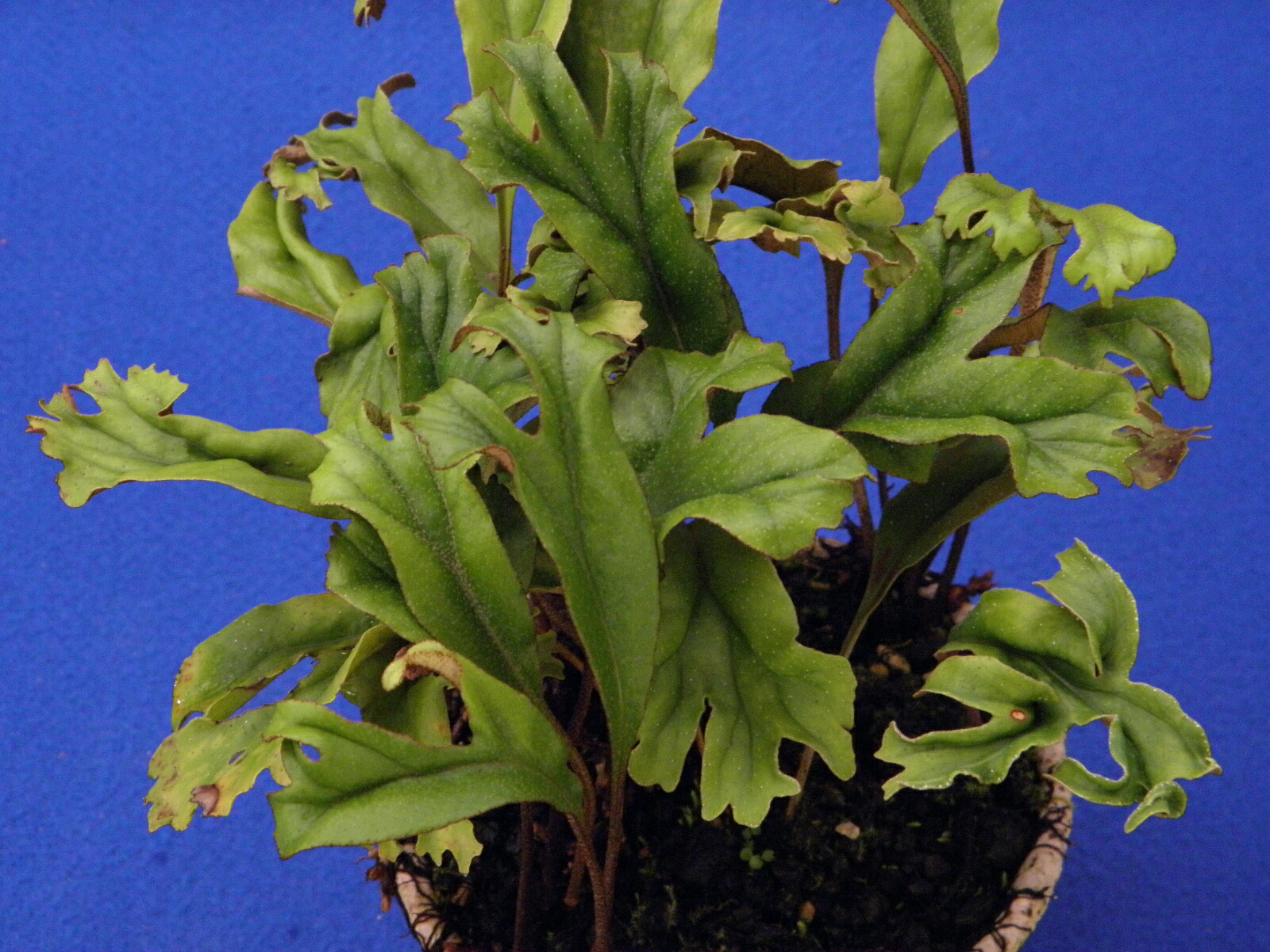 山野草　　斑入り　　ミヤマベニシダ 山野草 斑入り 深山ベニシダ