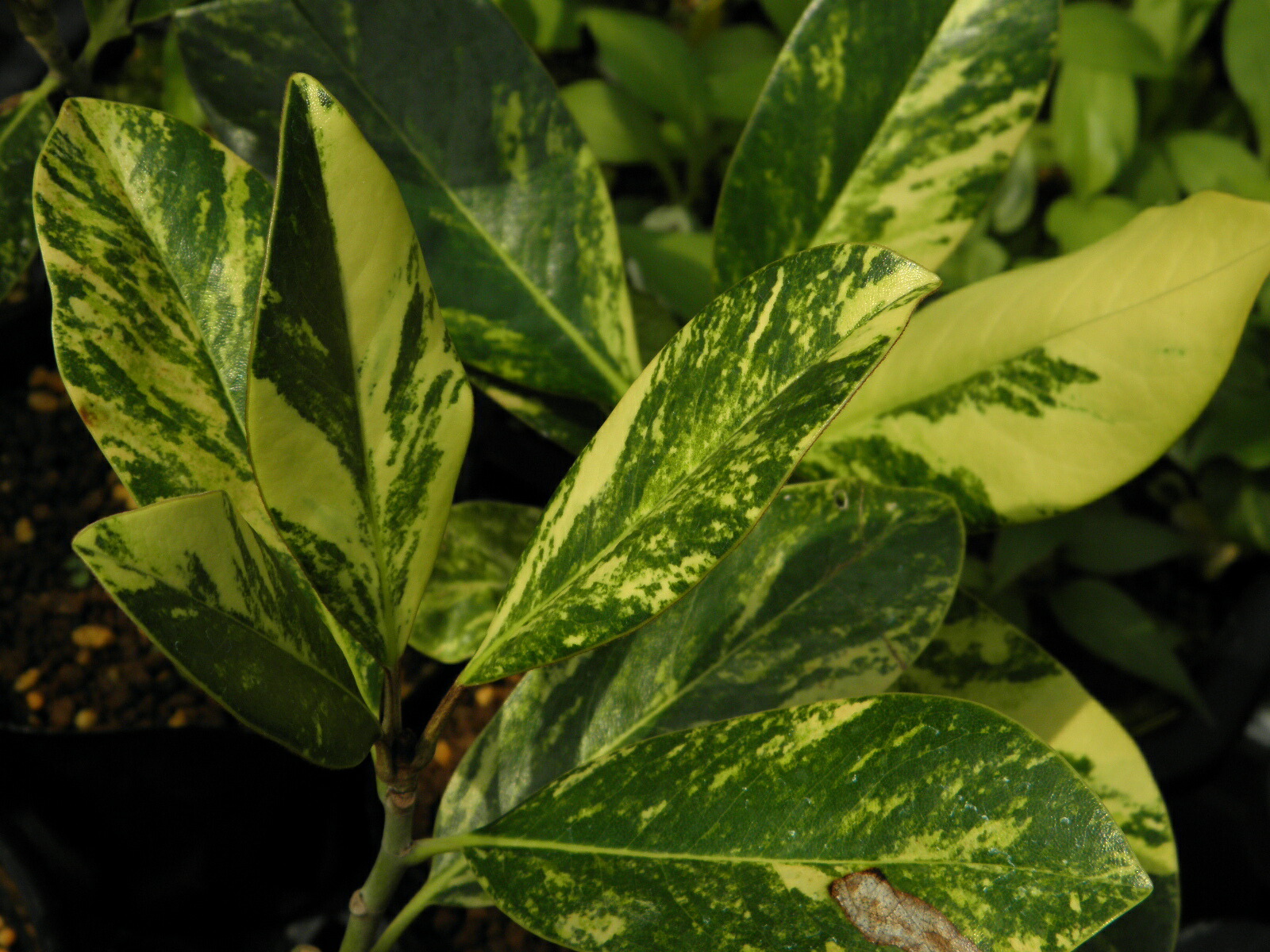 楽天市場】タイサンボク 苗 【タイサンボク】 ポット苗 泰山木 大山木