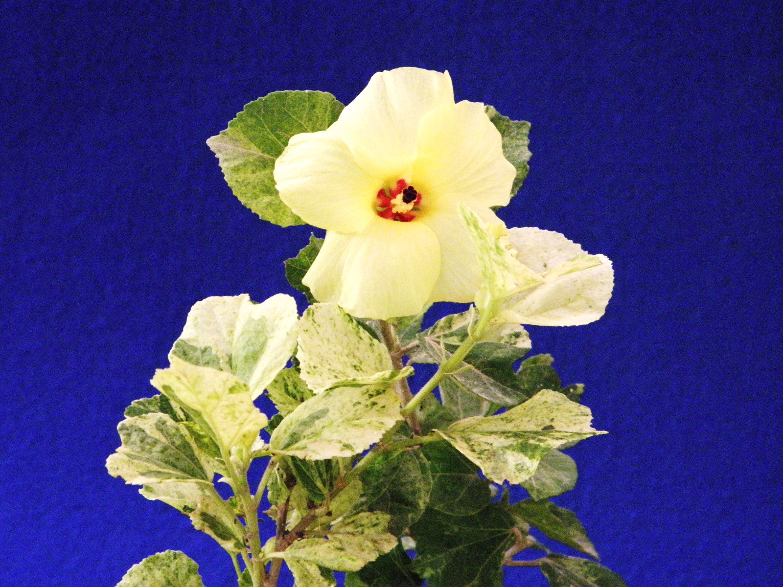 山野草・カキラン苗！画像の斑入り株お届けいたします！一株にて2芽です。ラン苗 楽天市場】斑入り カキラン[米沢烏] カラス葉(オレンジ系平開