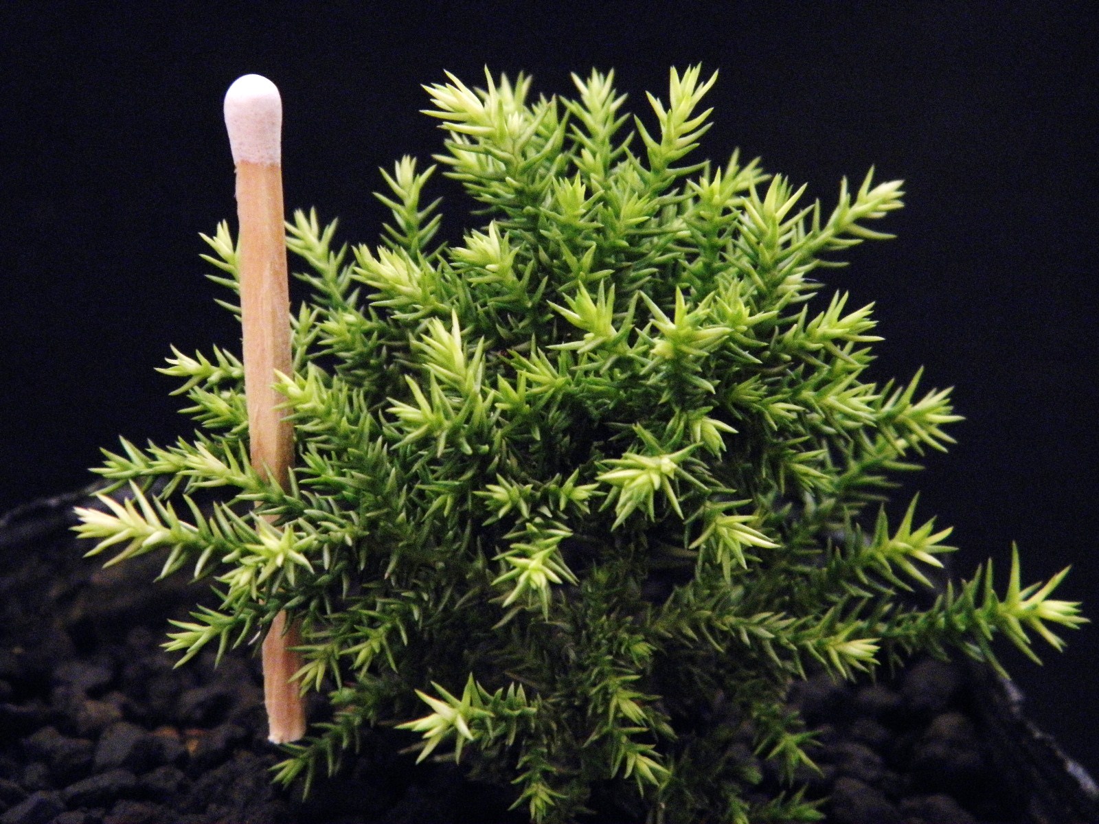 楽天市場】五葉松 [蒼 竜] 八房 寸梢 銀緑(時にやや,ねじれ葉呈す) 接