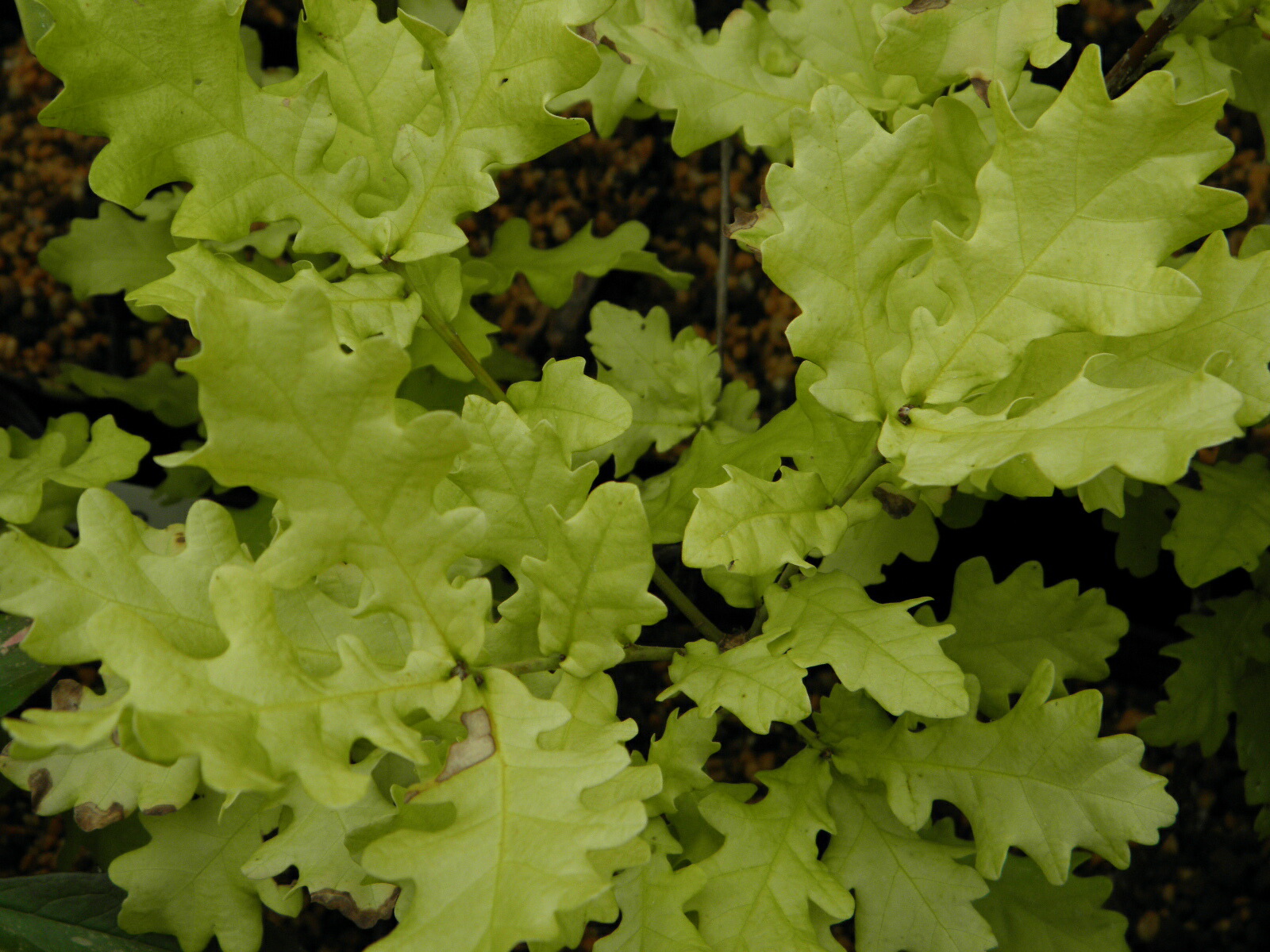 楽天市場】イギリスナラ アルゲンテオマルギナータ 苗 苗木 6寸鉢植え