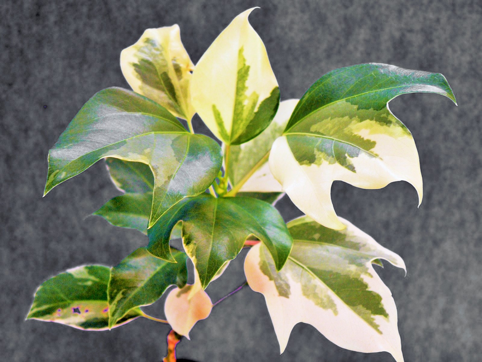 斑入(黄白.総散)　山栗　・珍品・花木・山野草 タンポポ[翠玉(スイギョク)] 中(来季開花)苗珍品 山野草