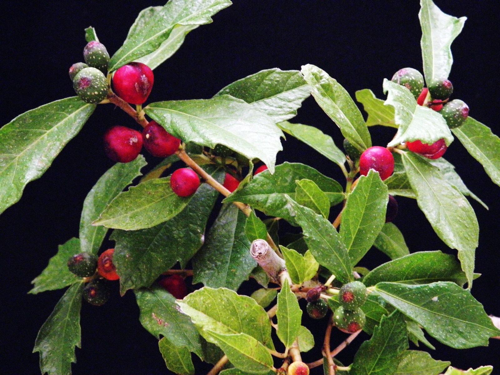 楽天市場】ウメモドキ[小姓梅(コショウバイ)]姫八房(極小実・小葉