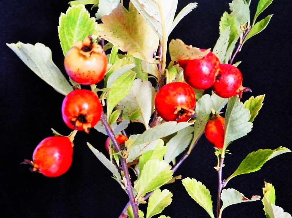 楽天市場】苗：やぶさんざし（メス）*ヤブサンザシ 藪山査子 雌木