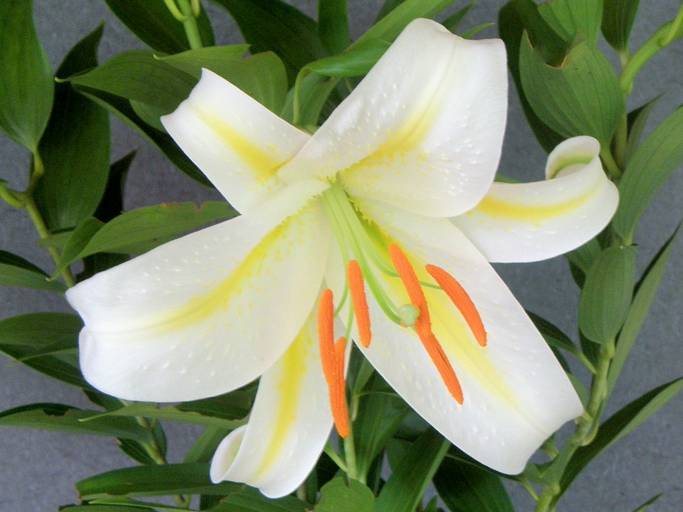 楽天市場】【送料無料】初夏の山野草 タモトユリ 1球 : 片岡笑幸園