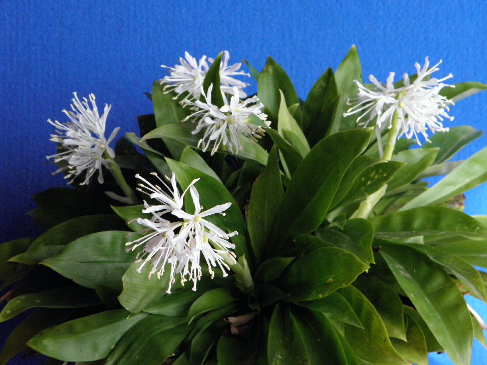 山野草・カキラン苗！画像の斑入り株お届けいたします！一株にて2芽です。ラン苗 山野草 斑入りカキラン越のほまれ黄縞斑入り2芽入り