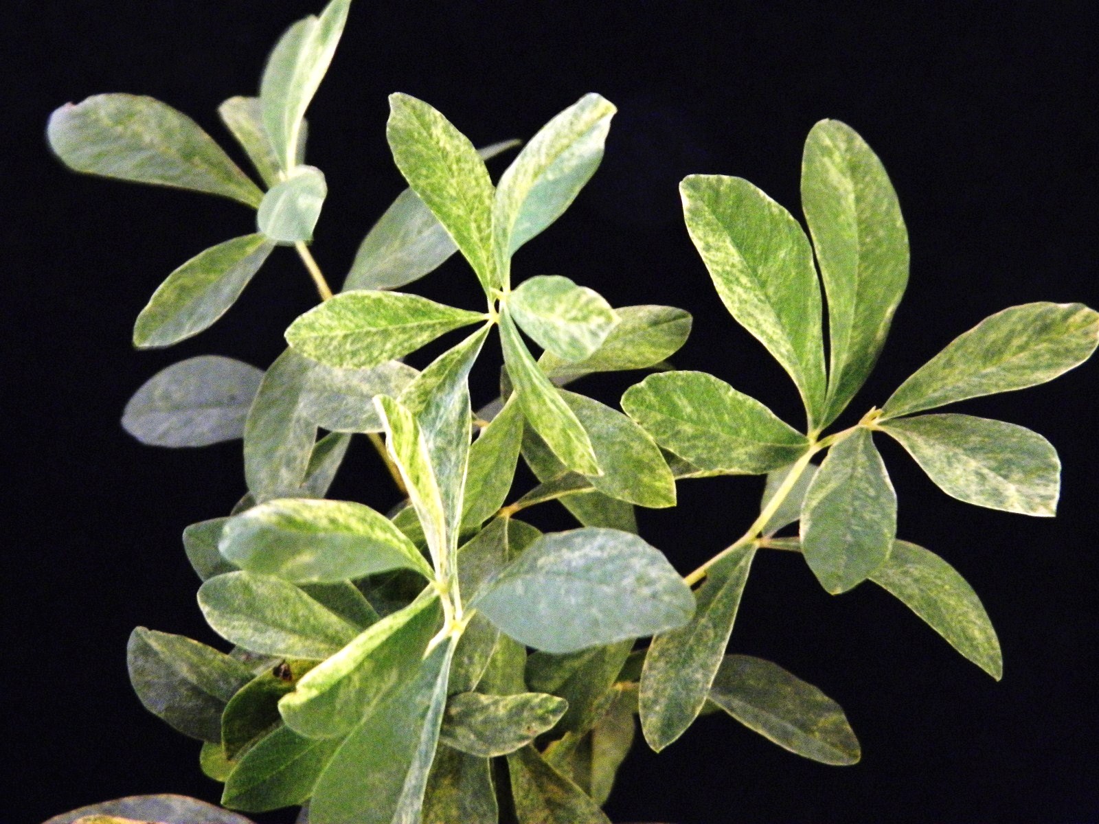 山野草 斑入り千島 キンバイ 9cmポット40個セット 山野草 斑入り