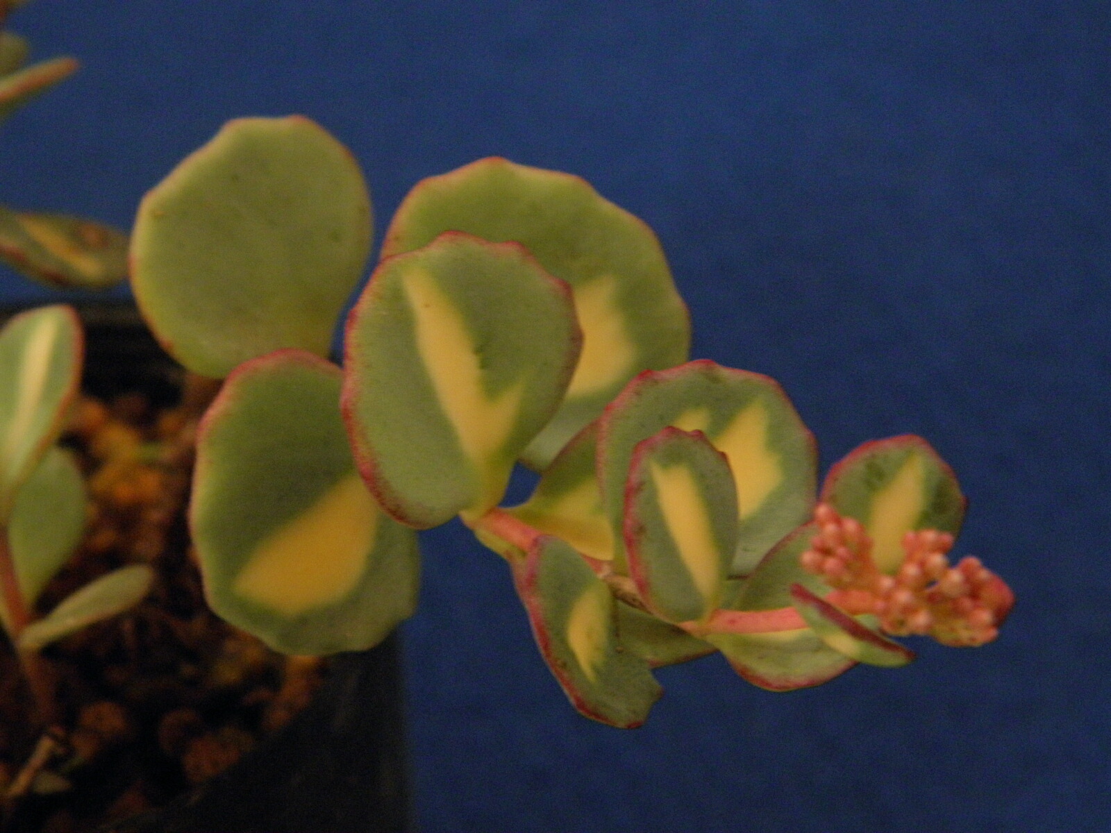 寒霞渓獅子ミセバヤ　カット苗 寒霞渓獅子ミセバヤ カット苗