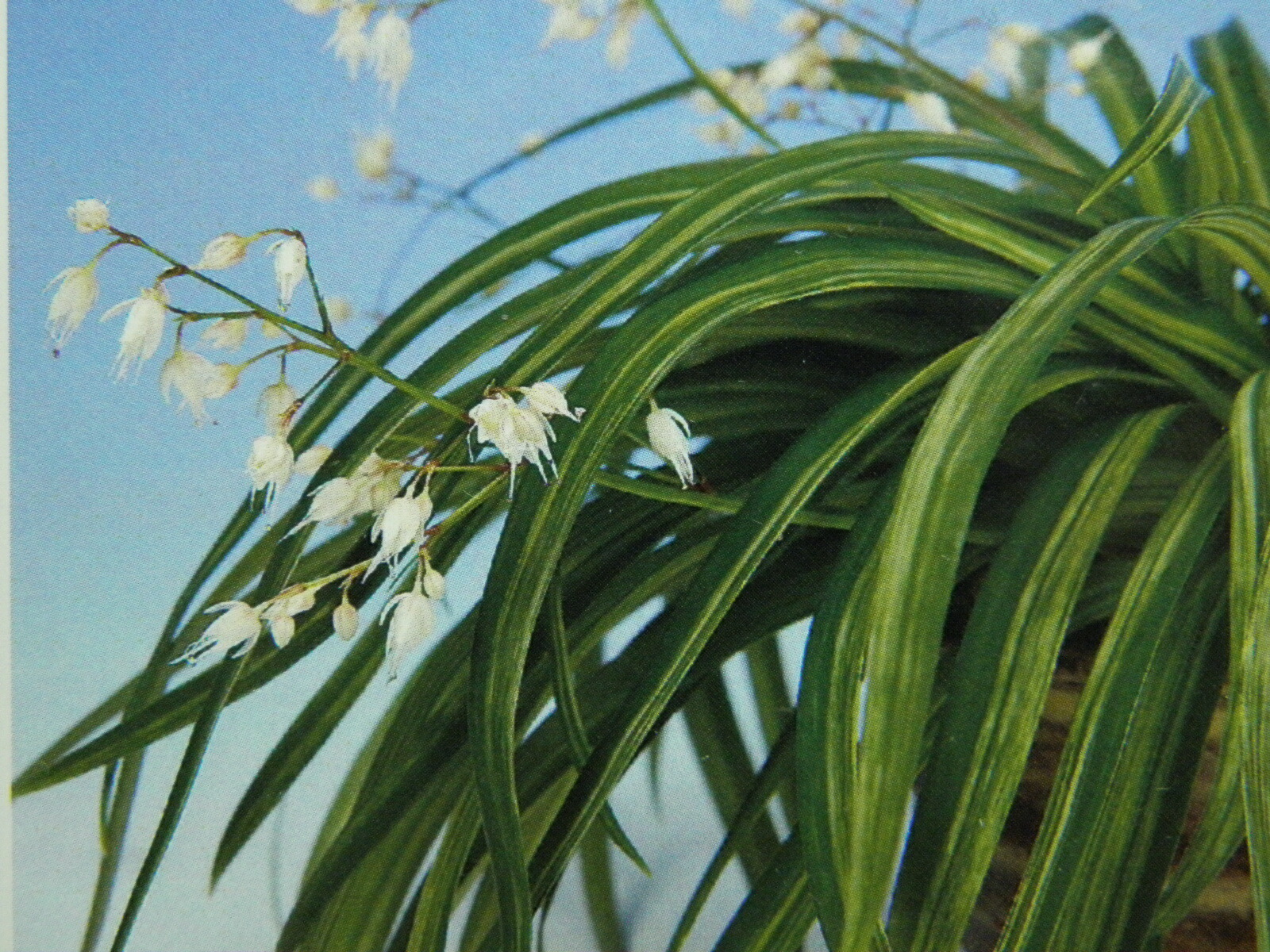 山野草・カキラン苗！画像の斑入り株お届けいたします！一株にて2芽です。ラン苗 img55944435.jpg