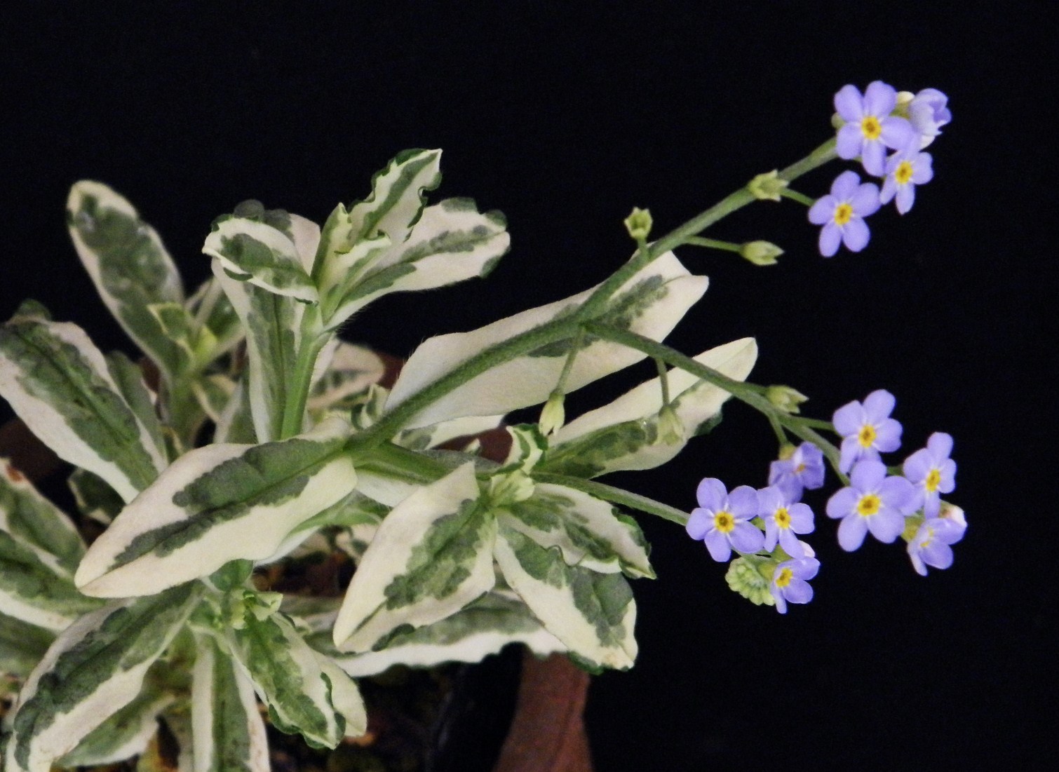 斑入(黄白.総散)　山栗　・珍品・花木・山野草 タンポポ[翠玉(スイギョク)] 中(来季開花)苗珍品 山野草