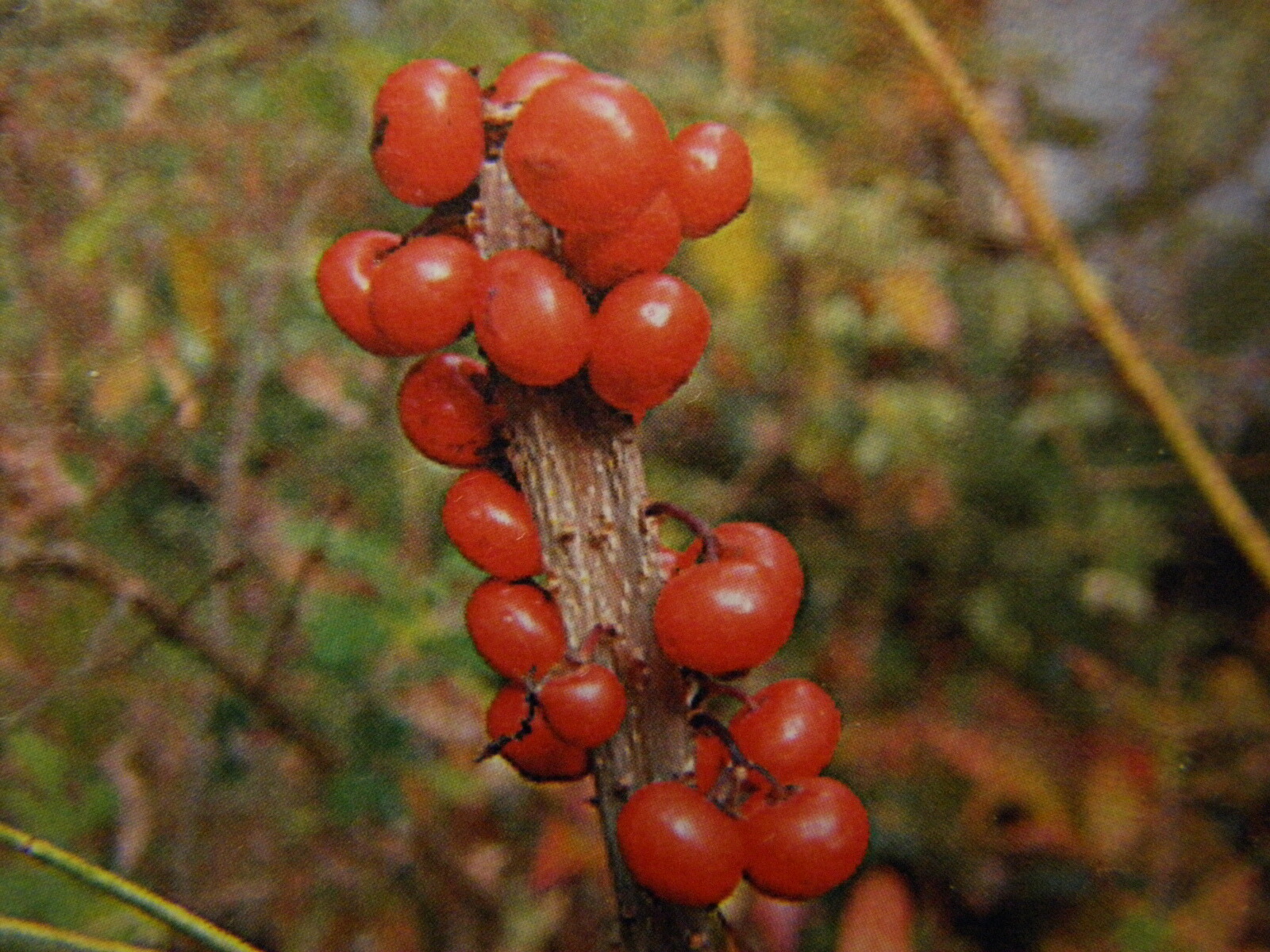 美の極み。山採りウメモドキ。 ミヤマウメモドキ | 森づくりの技術