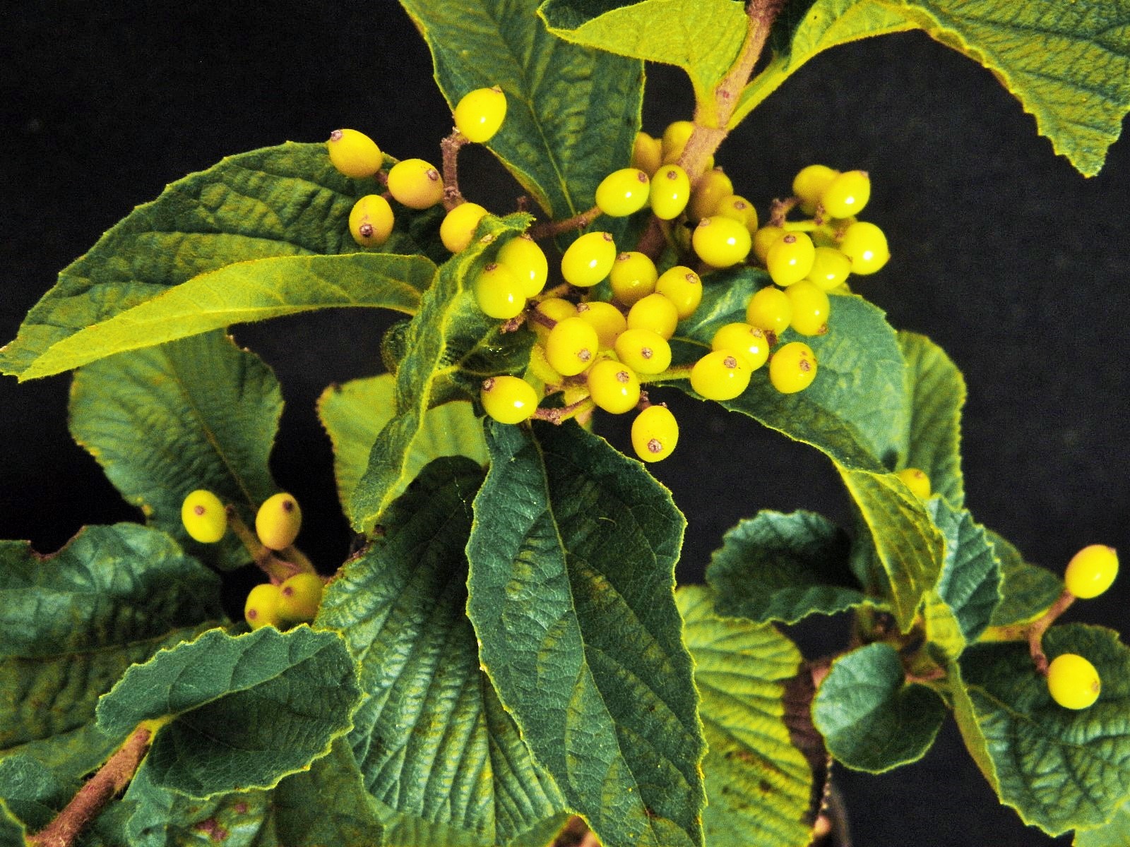 楽天市場】ガマズミ 苗 【コバノガマズミ】 ポット苗 庭木 落葉樹 紅葉