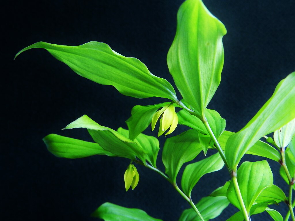 新鮮 なユウガオ19キロ 楽天市場】夕顔(ユウガオ) 赤花1株 : あなたの街のお花屋さんイングの森