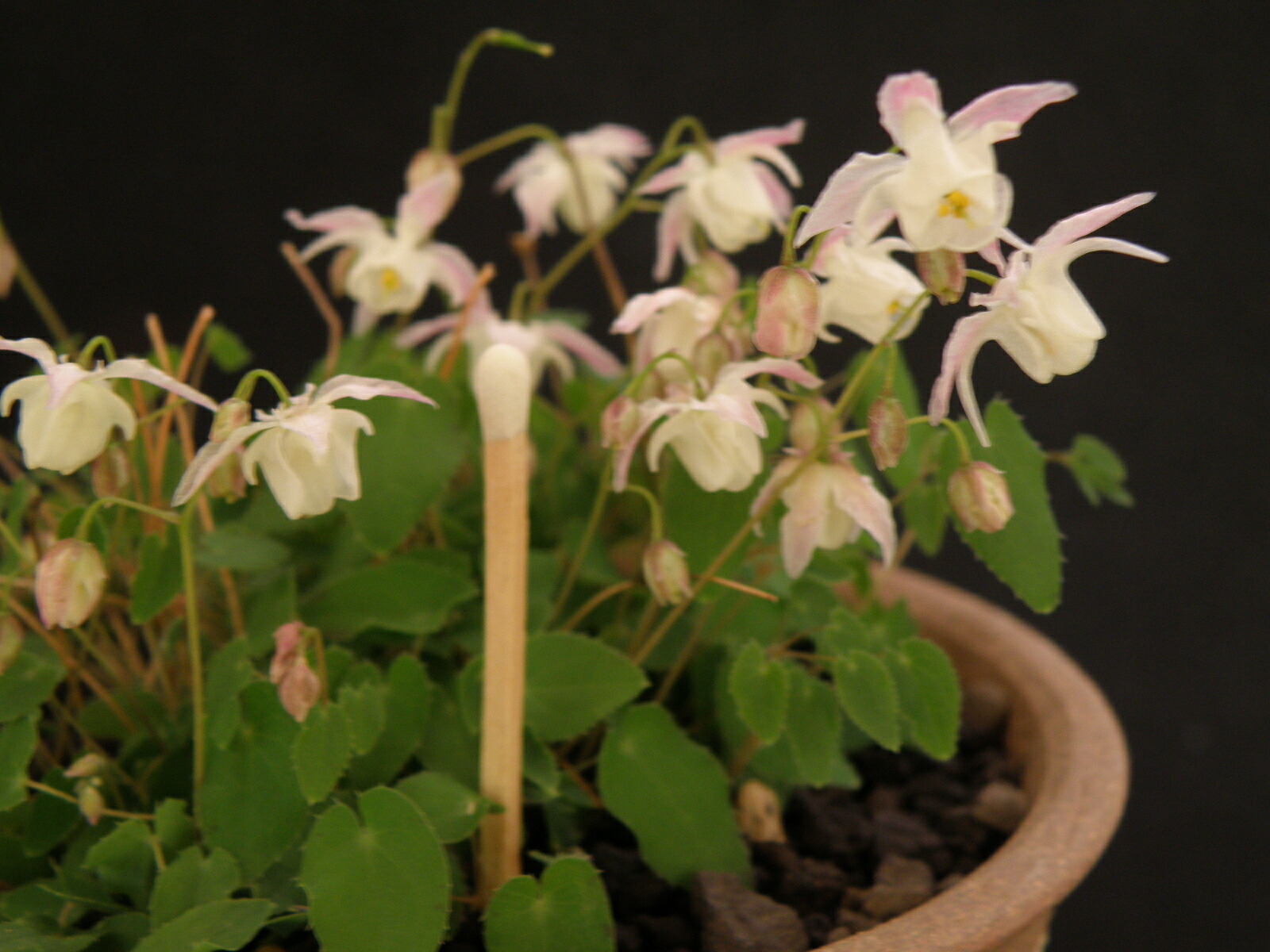 楽天市場】【送料無料】初夏の山野草 カキラン 加賀の緋 A 2芽