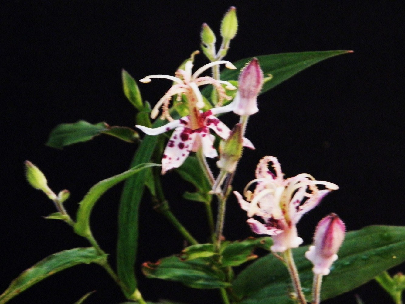 寒霞渓獅子ミセバヤ　カット苗 楽天市場】ミセバヤ[寒霞渓獅子] フギレ(深裂)葉 小上苗・珍品・花木