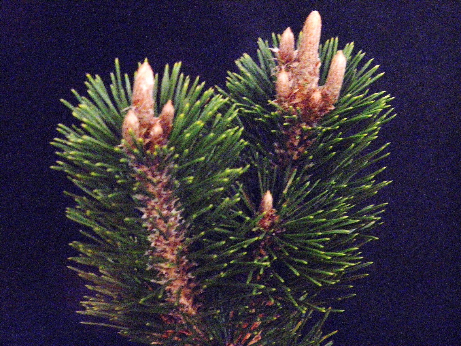 楽天市場】五葉松[八 紘(はっこう)] 接 脇枝付小苗 9センチ