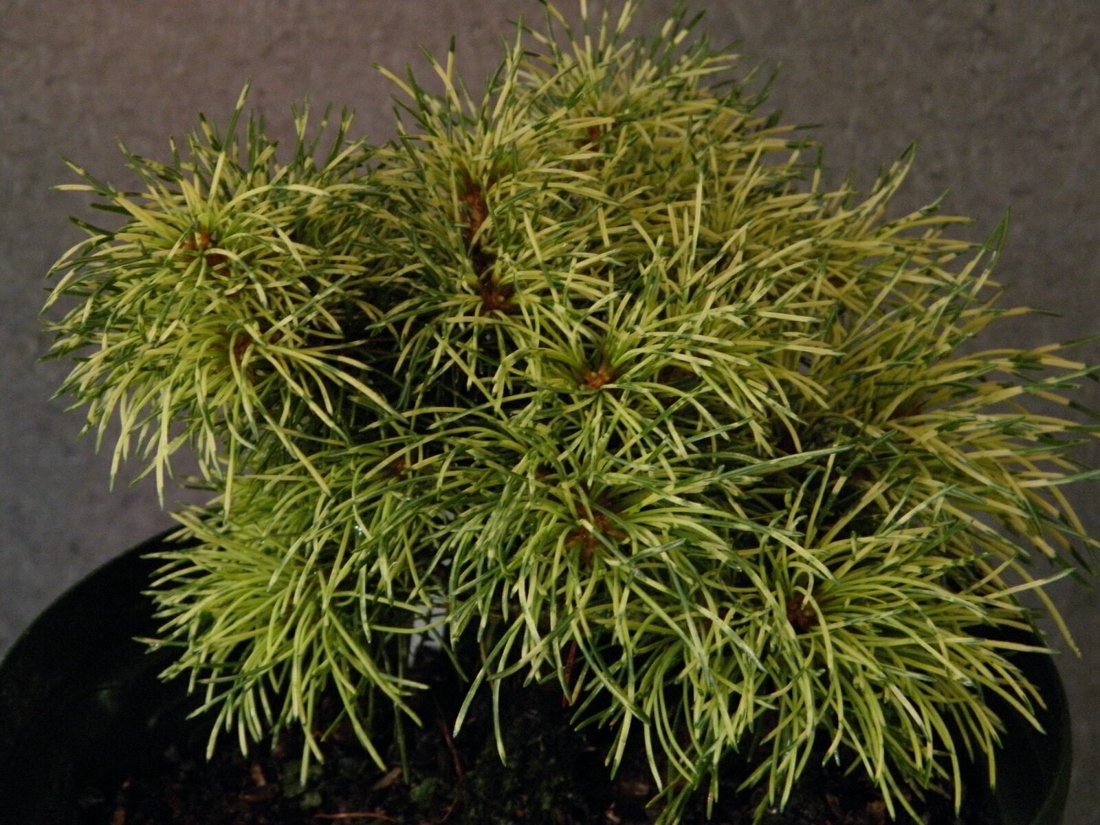 八房五葉松(八紘) 12.jpg