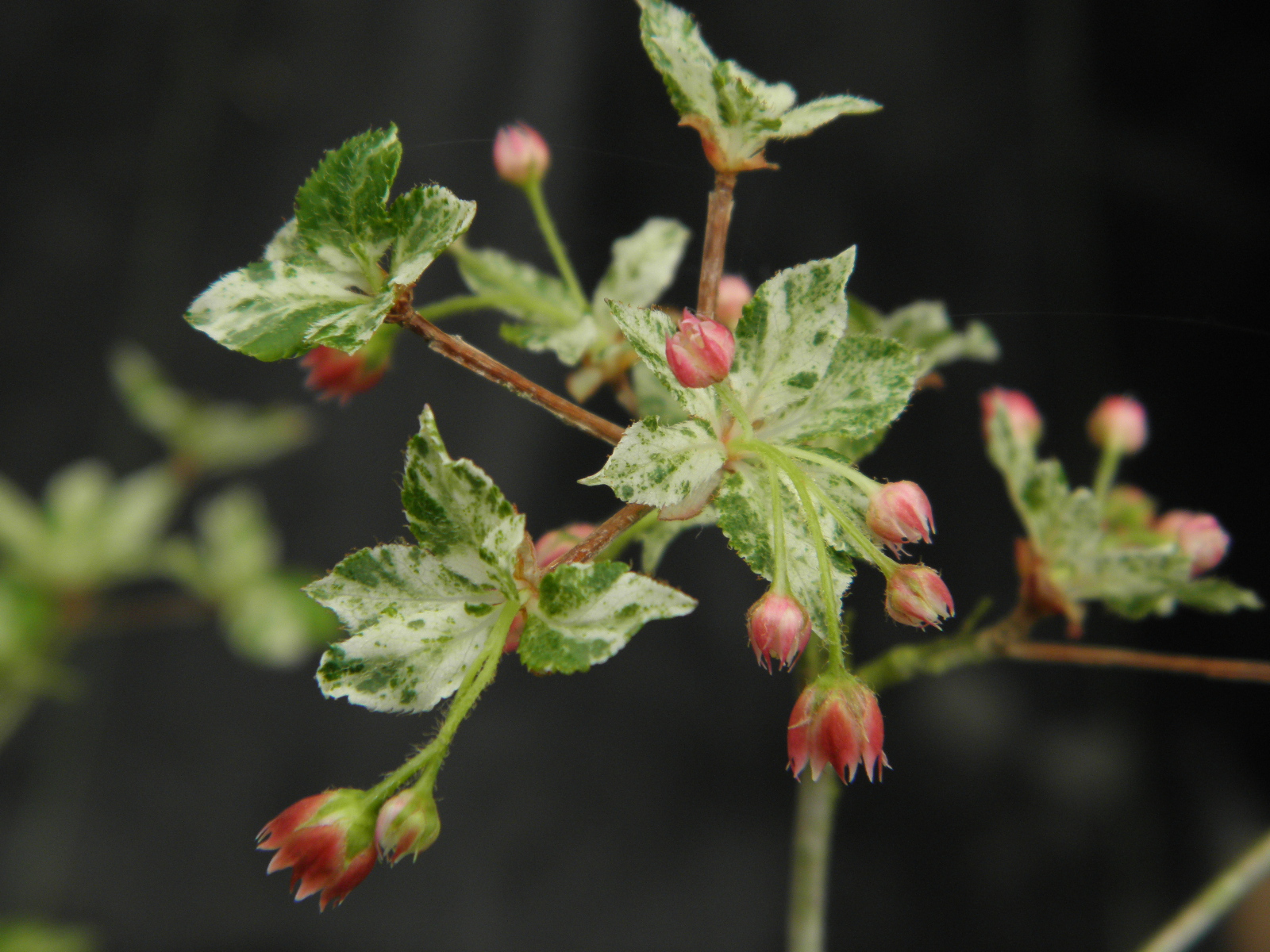 楽天市場】ミセバヤ[寒霞渓獅子] フギレ(深裂)葉 小上苗・珍品・花木