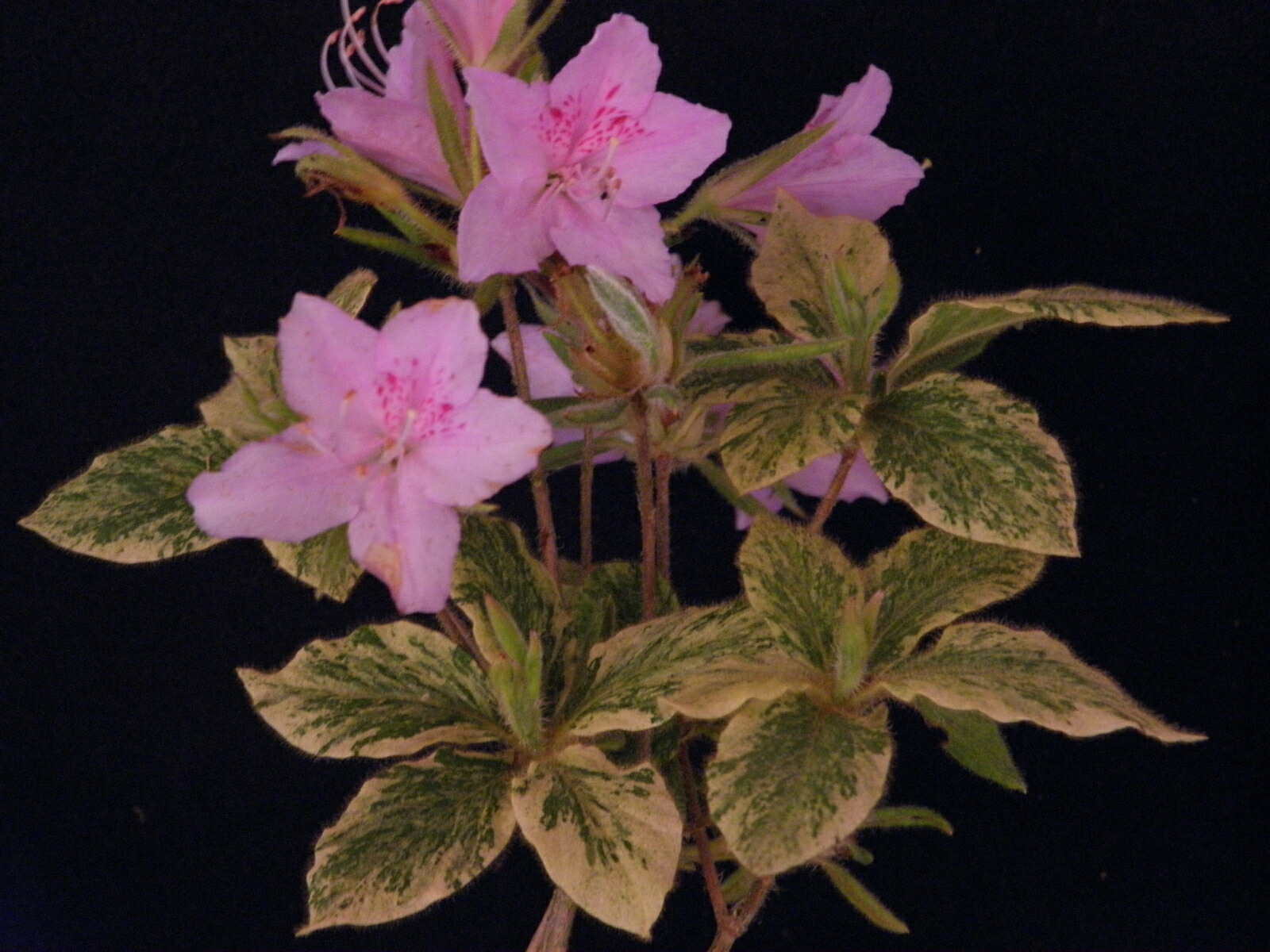 斑入(黄白.総散)　山栗　・珍品・花木・山野草 タンポポ[翠玉(スイギョク)] 中(来季開花)苗珍品 山野草