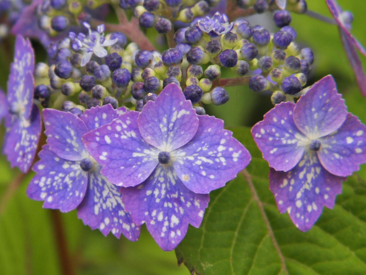 楽天市場】ショウジョウバカマ 青軸 純白花 大型 中上２芽苗珍品・花木・山野草・猩々袴 : ガーデン・チコリ 彩乃里